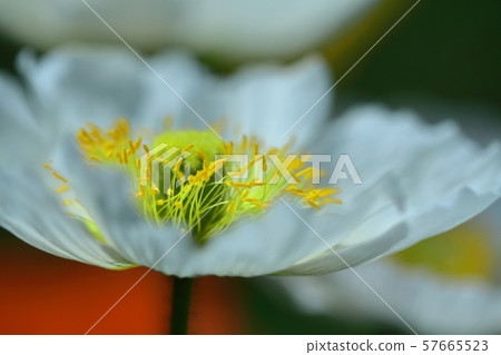 花園的一側 57665523
