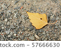 Yellow autumn leaf on the old destroyed asphalt 57666630