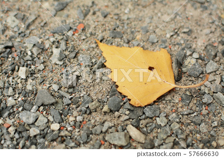 Yellow autumn leaf on the old destroyed asphalt Yellow autumn leaf on the old destroyed asphalt 57666630