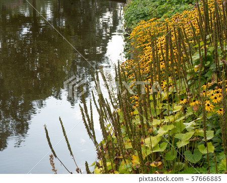 Yellow flowers by the pond. 57666885
