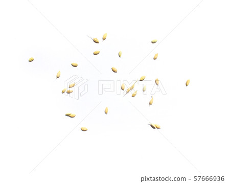 Grain of rice 57666936