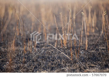 cane field after fire background cane field after fire background 57667070
