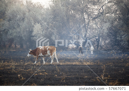 cow animal field after fire cow animal field after fire 57667071