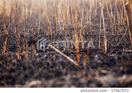 cane field after fire background cane field after fire background 57667072