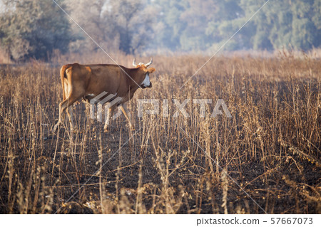 cow animal field after fire cow animal field after fire 57667073