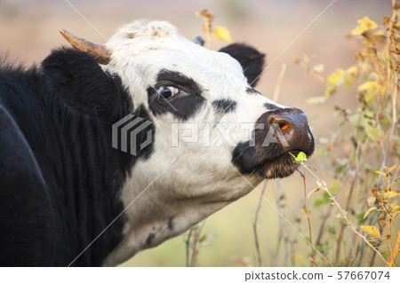 cow eat plant field background cow eat plant field background 57667074