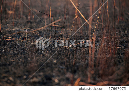 cane field after fire background cane field after fire background 57667075