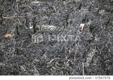 cane field after fire background cane field after fire background 57667076