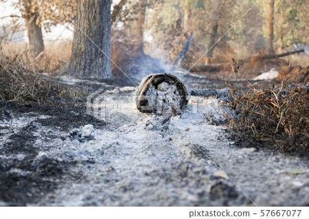 smoke after fire forest background smoke after fire forest background 57667077