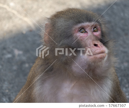 Portrait of a japanese macaque (snow monkey) 57667307