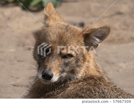Golden jackal in nature tracks down prey, portrait Golden jackal in nature tracks down prey, portrait 57667309