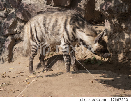 Portrait of a spotted hyena in the shade of trees 57667330