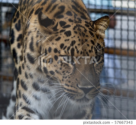 Jaguar before the attack on the victim prepares to 57667343