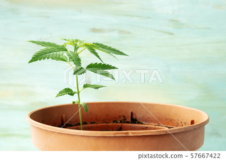 Growing cannabis at home. Young hemp plant with green leaves, side view on a teal background with 57667422