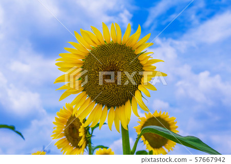 向日葵領域夏天視圖 向日葵領域夏天視圖 57667942
