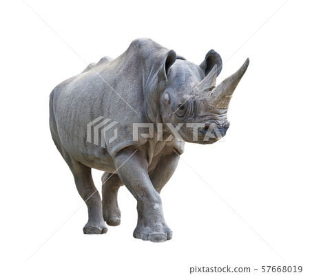 black rhinoceros on white background 57668019