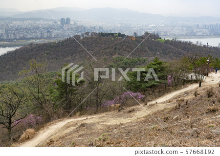 Rhododendron, Acha Mountain, Gwangjin-gu, Seoul Rhododendron, Acha Mountain, Gwangjin-gu, Seoul 57668192