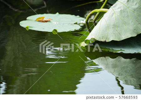 在水下的小鏟捕魚 在水下的小鏟捕魚 57668593
