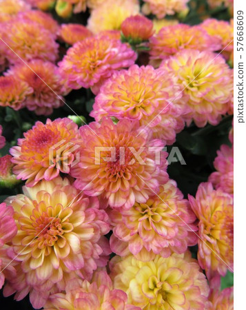 花園媽媽吉吉珊瑚 花園媽媽吉吉珊瑚 57668609
