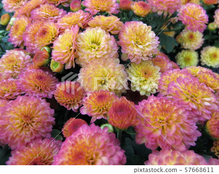 花園媽媽吉吉珊瑚 花園媽媽吉吉珊瑚 57668611