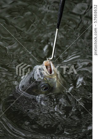 Spatula fishing Spatula fishing 57668632
