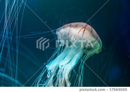 jellyfish jellyfish 57669089