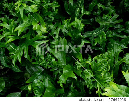 Lively leaves Lively leaves 57669938
