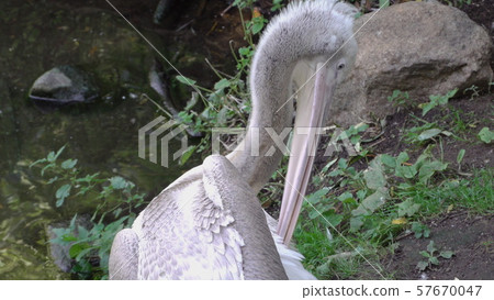 White Pelican (Pelecanus onocrotalus) also known White Pelican (Pelecanus onocrotalus) also known 57670047