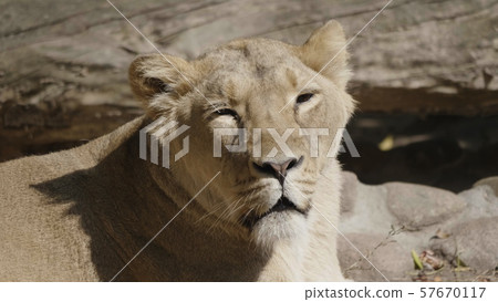 Portrait lioness basking in the warm sun after Portrait lioness basking in the warm sun after 57670117