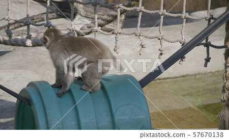 Portrait of a japanese macaque (snow monkey) Portrait of a japanese macaque (snow monkey) 57670138
