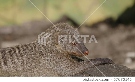 Banded mongoose (mungos mungo) resting in the sun 57670145