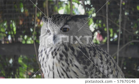 Eagle owl sitting and looking on the background of 57670146