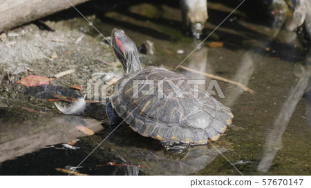 Ruby-eared beautiful turtle sits on a log in the Ruby-eared beautiful turtle sits on a log in the 57670147