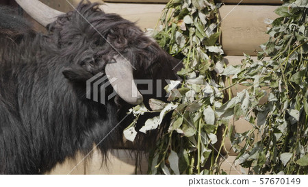 Taro Buffalo eat fresh green tree branches 57670149