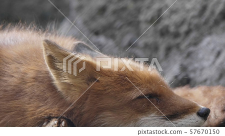 Golden jackal in nature tracks down prey, portrait Golden jackal in nature tracks down prey, portrait 57670150