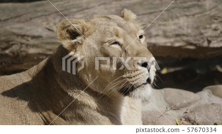 Portrait lioness basking in the warm sun after 57670334