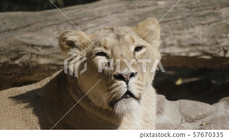 Portrait lioness basking in the warm sun after Portrait lioness basking in the warm sun after 57670335