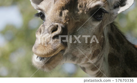 Beautiful giraffe stands tall on blue sky 57670336