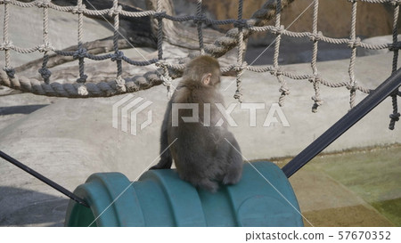Portrait of a japanese macaque (snow monkey) 57670352