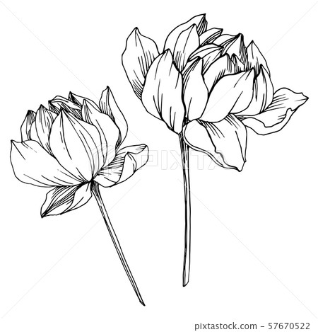 Vector Lotus floral botanical flower. Black and white engraved ink art. Isolated lotus illustration Vector Lotus floral botanical flower. Black and white engraved ink art. Isolated lotus illustration 57670522