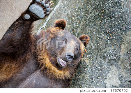 Bear raising hands Bear raising hands 57670702