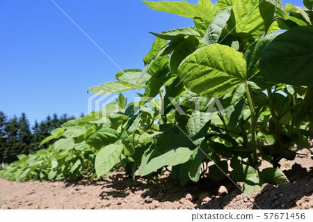 Iwakuro, a soybean field in Hokkaido 57671456