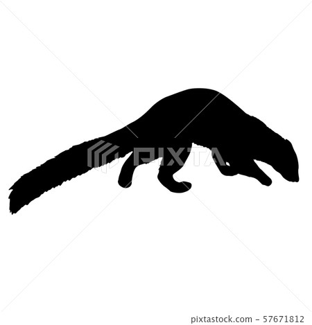 Silhouette of ferret on a white background Silhouette of ferret on a white background 57671812