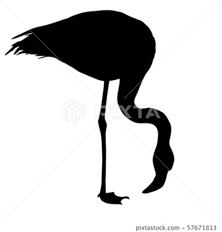 Silhouette bird flamingo on a white background Silhouette bird flamingo on a white background 57671813