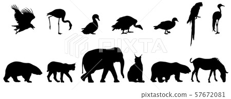 Silhouette elephant tiger bear giraffe flamingo Silhouette elephant tiger bear giraffe flamingo 57672081