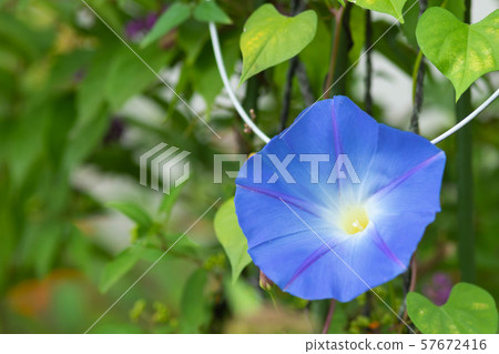 天堂般的藍色 57672416