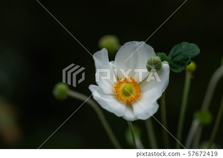 Shumayigiku 57672419