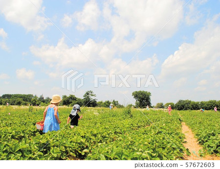 Strawberry picking 57672603