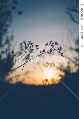 Dark grass silhouettes on sunset sky background 57672614