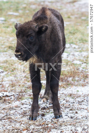 Calf of Large brown wisent or european brown bison with small horns and brown eyes in the winter Calf of Large brown wisent or european brown bison with small horns and brown eyes in the winter 57672947